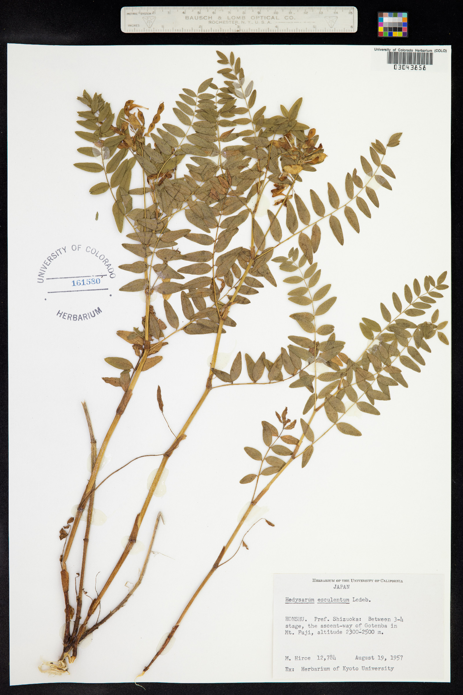 Hedysarum vicioides subsp. vicioides image