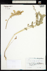 Hedysarum flavescens image