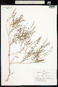 Hedysarum fruticosum image