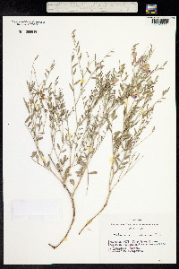 Hedysarum fruticosum image