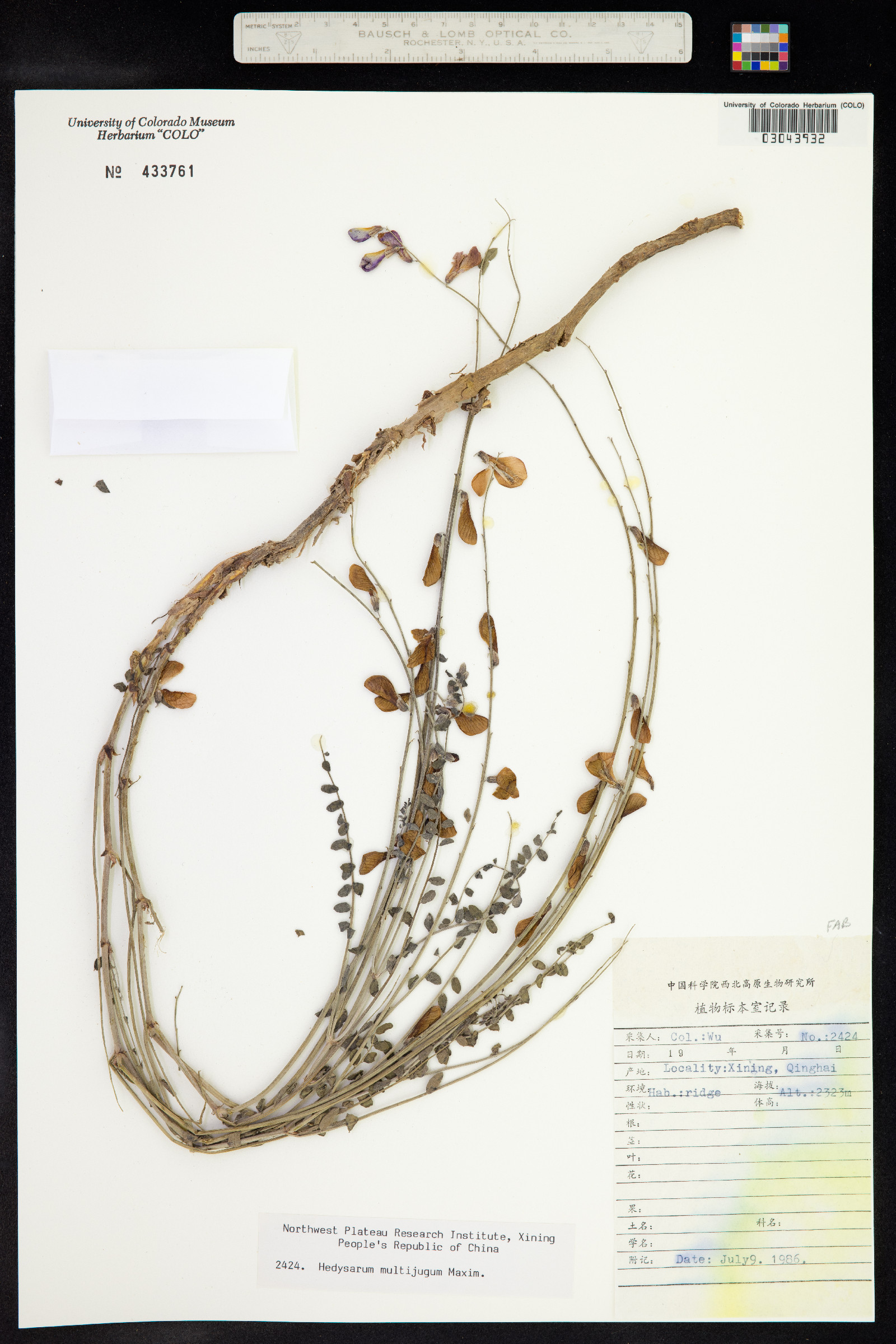Hedysarum multijugum image