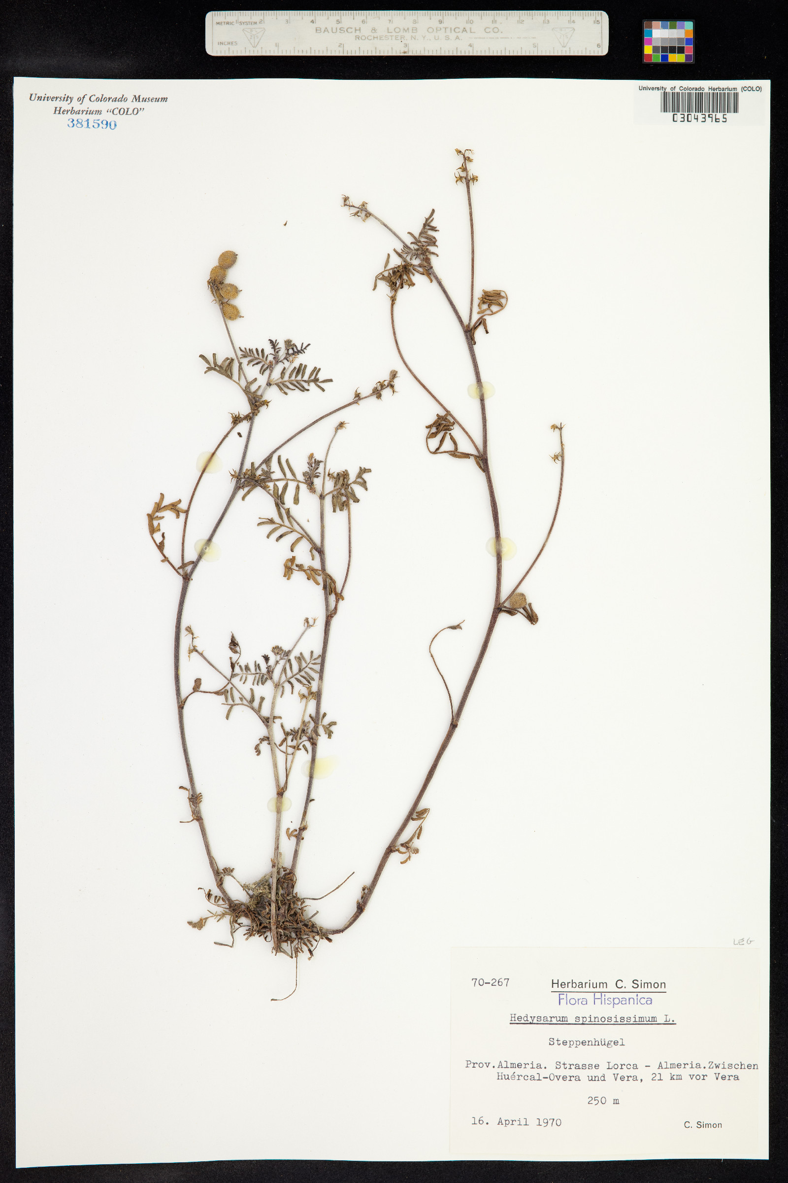 Hedysarum spinosissimum image