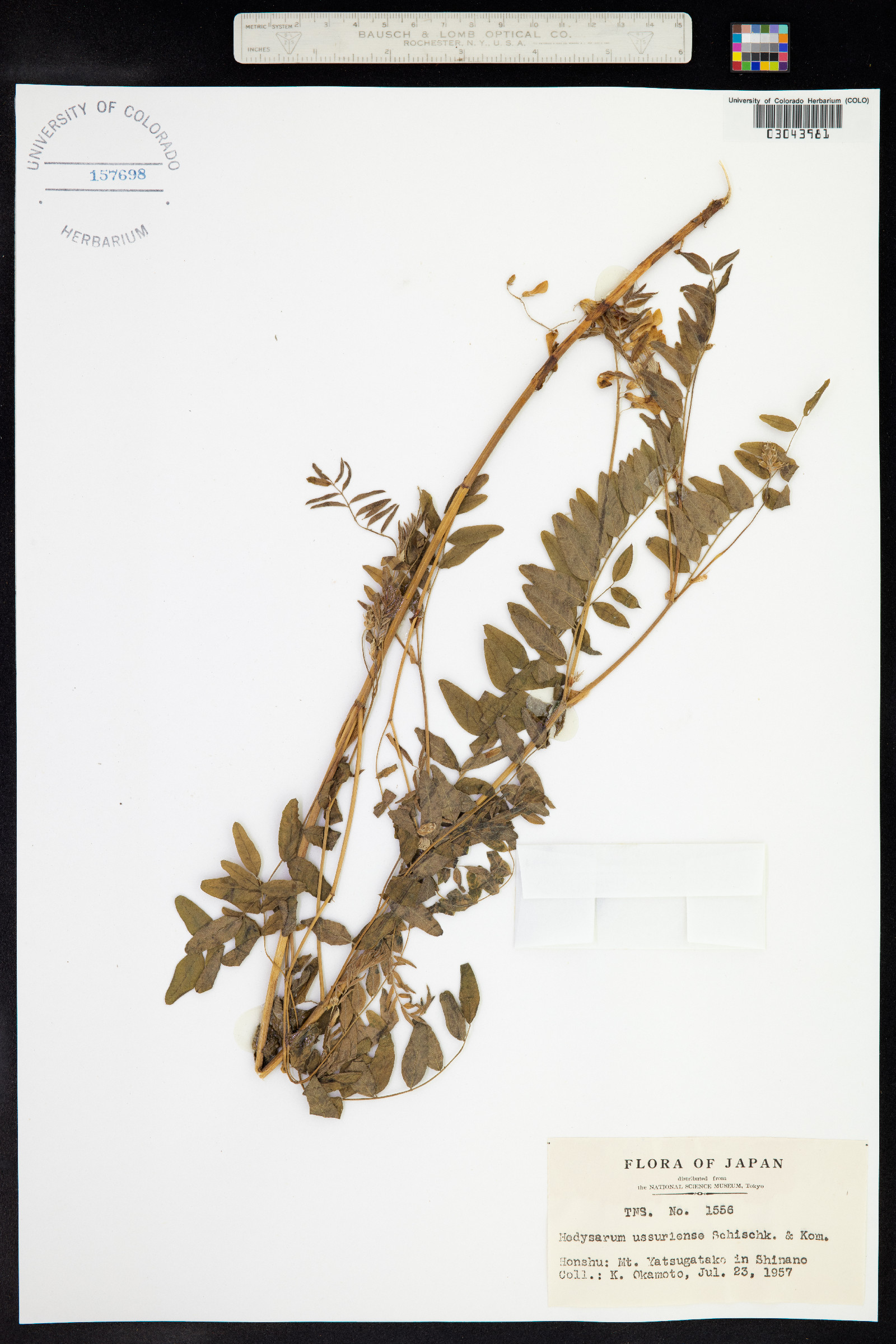 Hedysarum vicioides image
