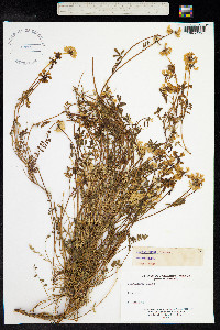 Hippocrepis comosa image