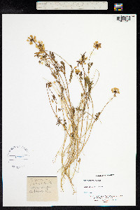 Hippocrepis comosa image