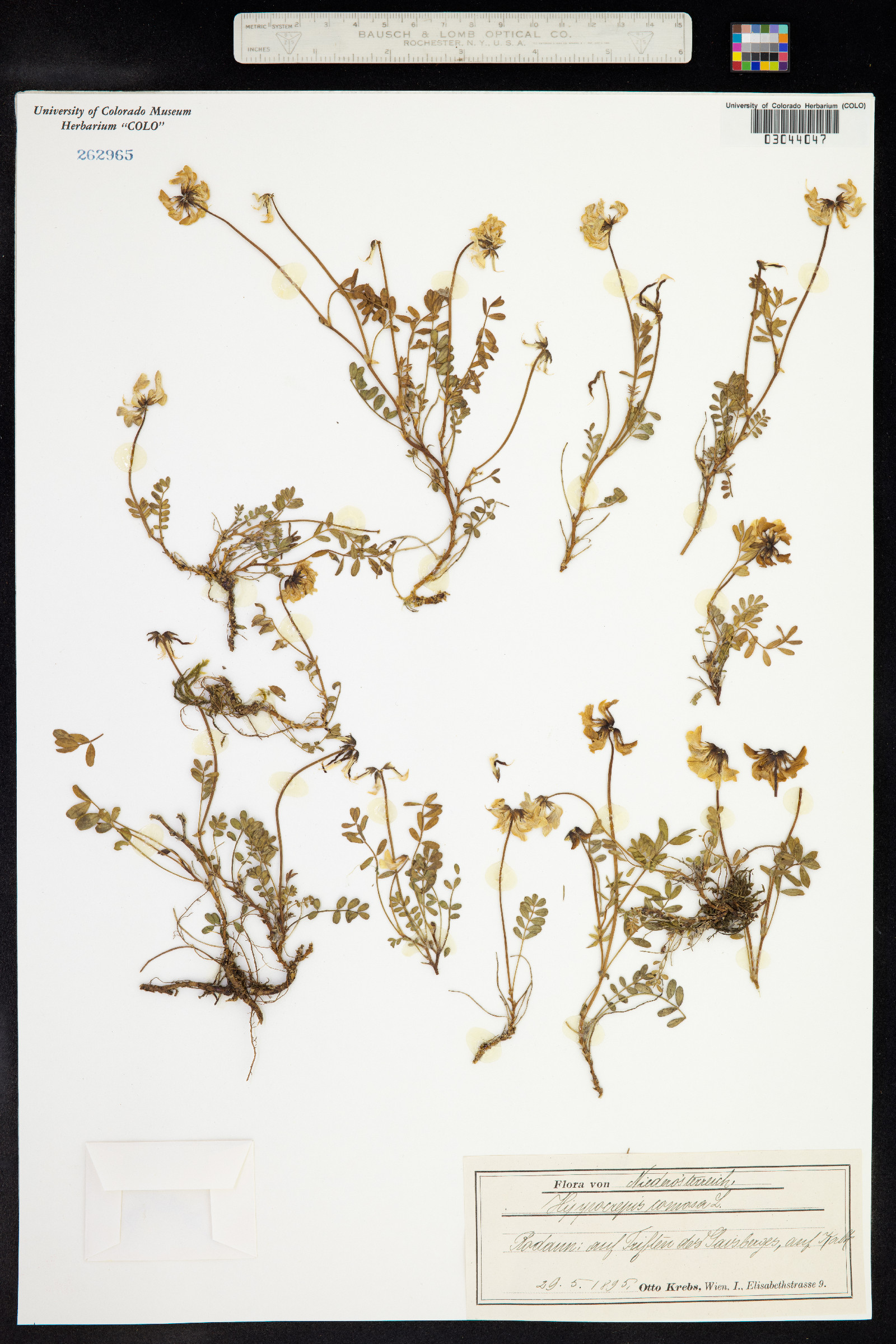Hippocrepis comosa image