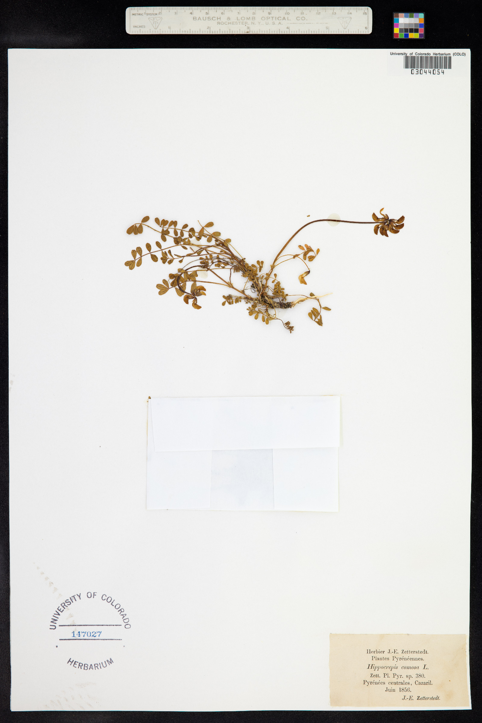 Hippocrepis comosa image