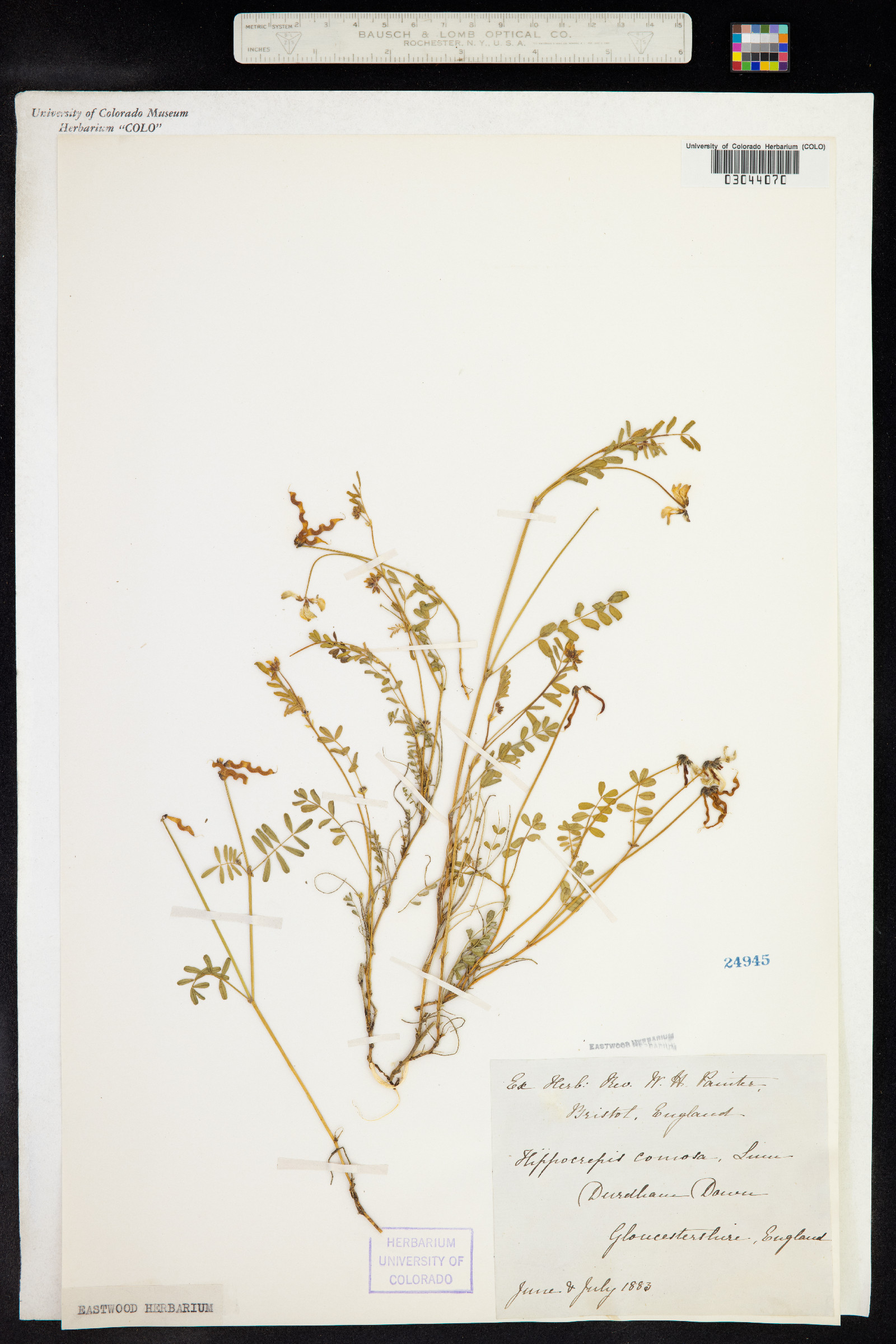 Hippocrepis comosa image