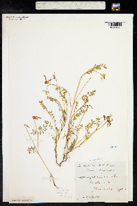 Hippocrepis comosa image