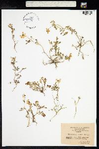 Hippocrepis multisiliquosa image