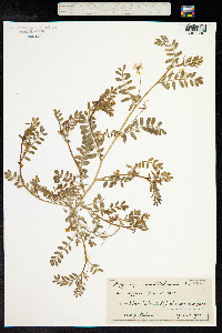 Hippocrepis multisiliquosa image