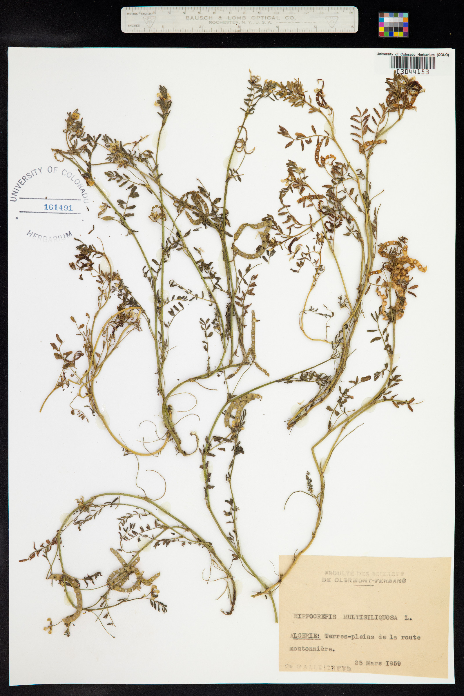 Hippocrepis multisiliquosa image