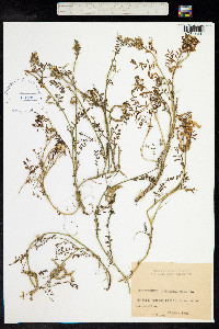 Hippocrepis multisiliquosa image