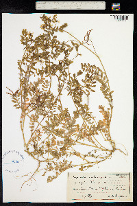 Hippocrepis multisiliquosa image