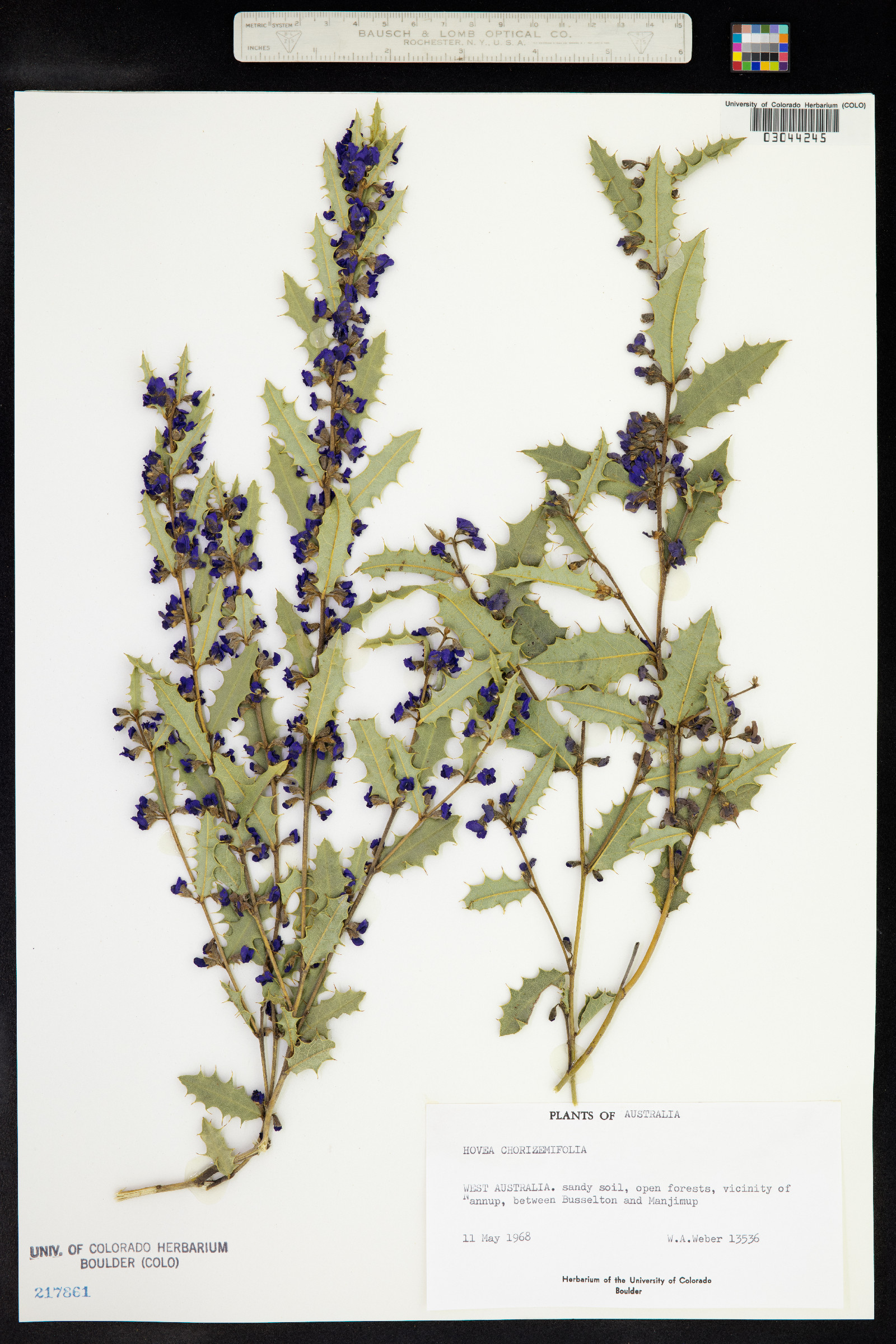 Hovea chorizemifolia image