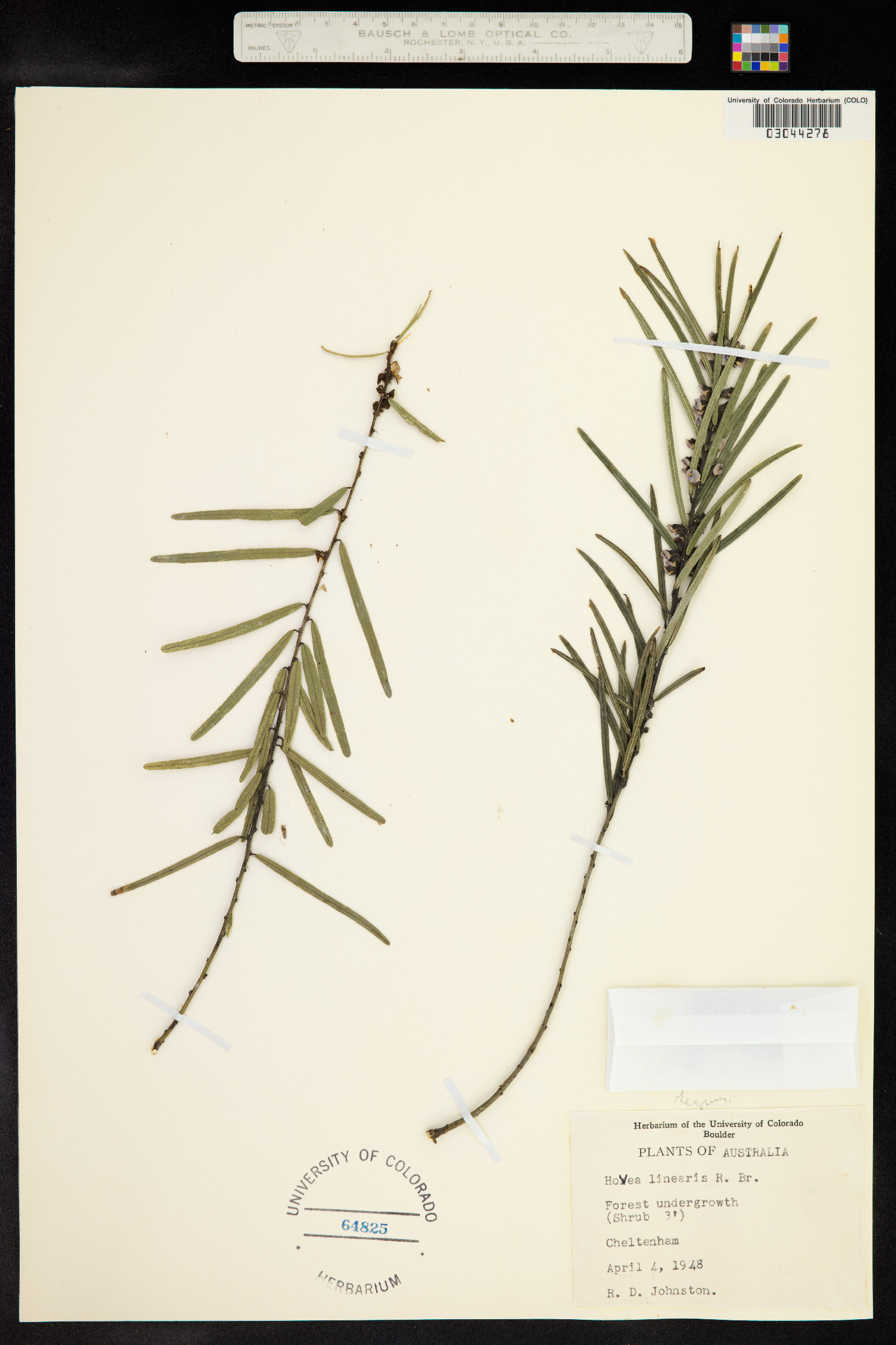 Hovea linearis image