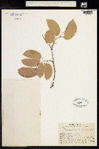 Hymenaea courbaril image