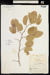 Hymenaea courbaril image