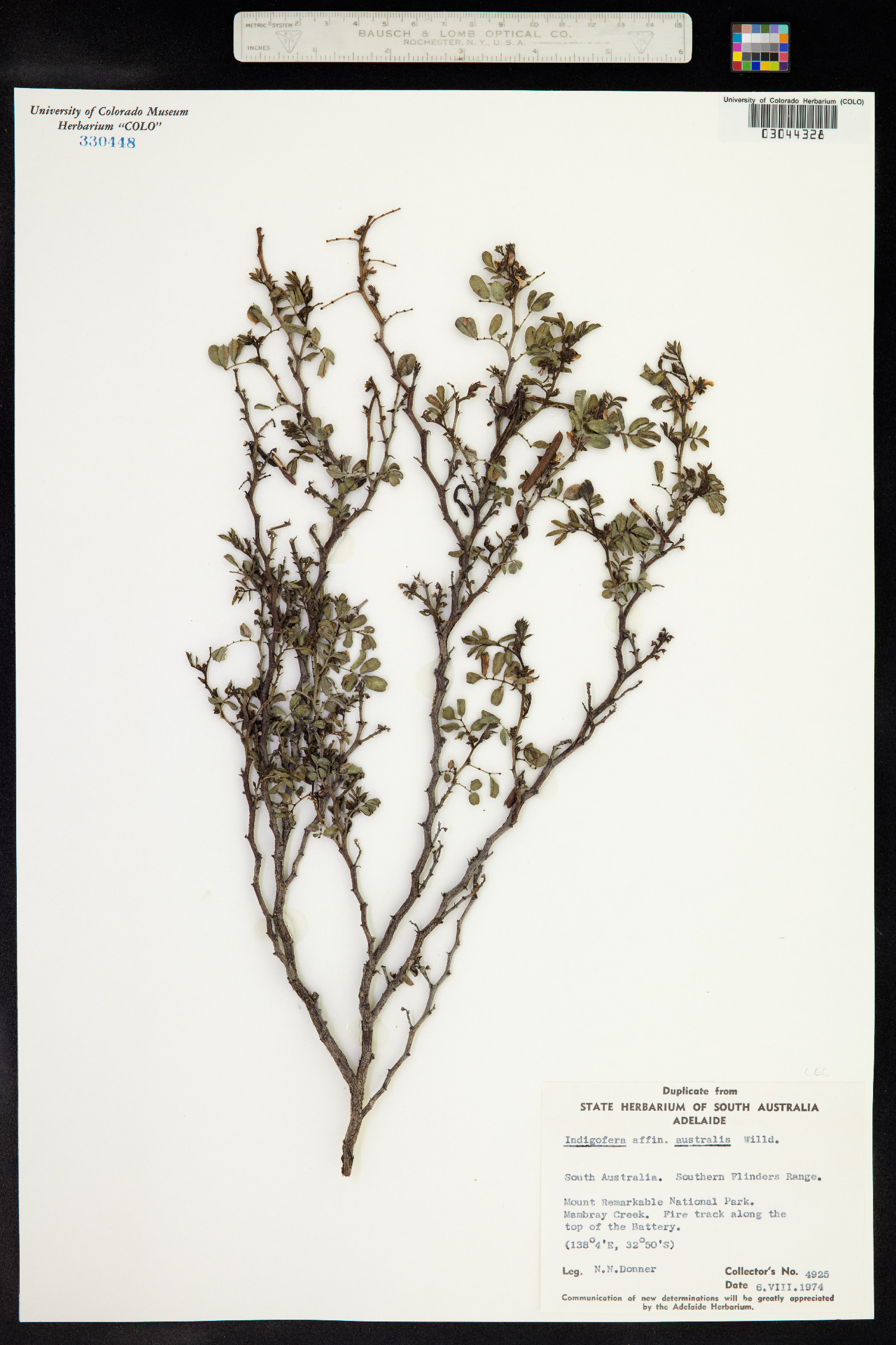 Indigofera australis image