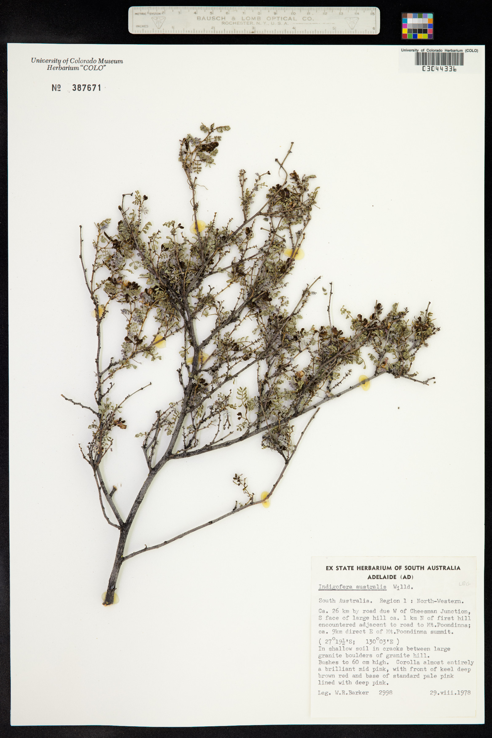 Indigofera image
