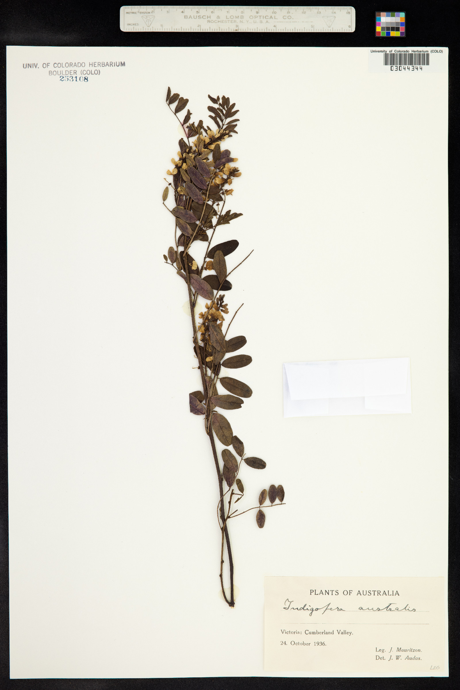 Indigofera australis image