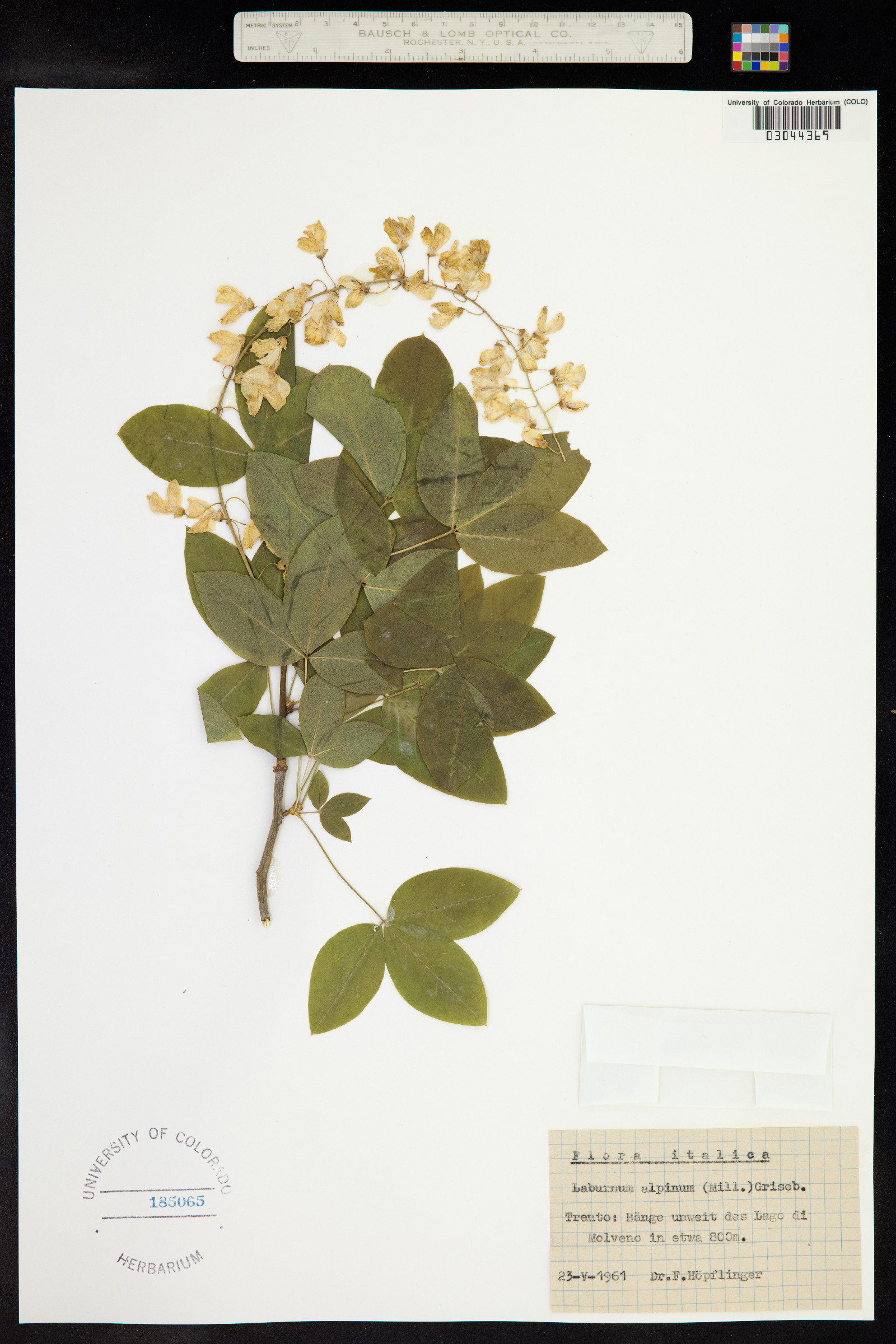 Laburnum alpinum image