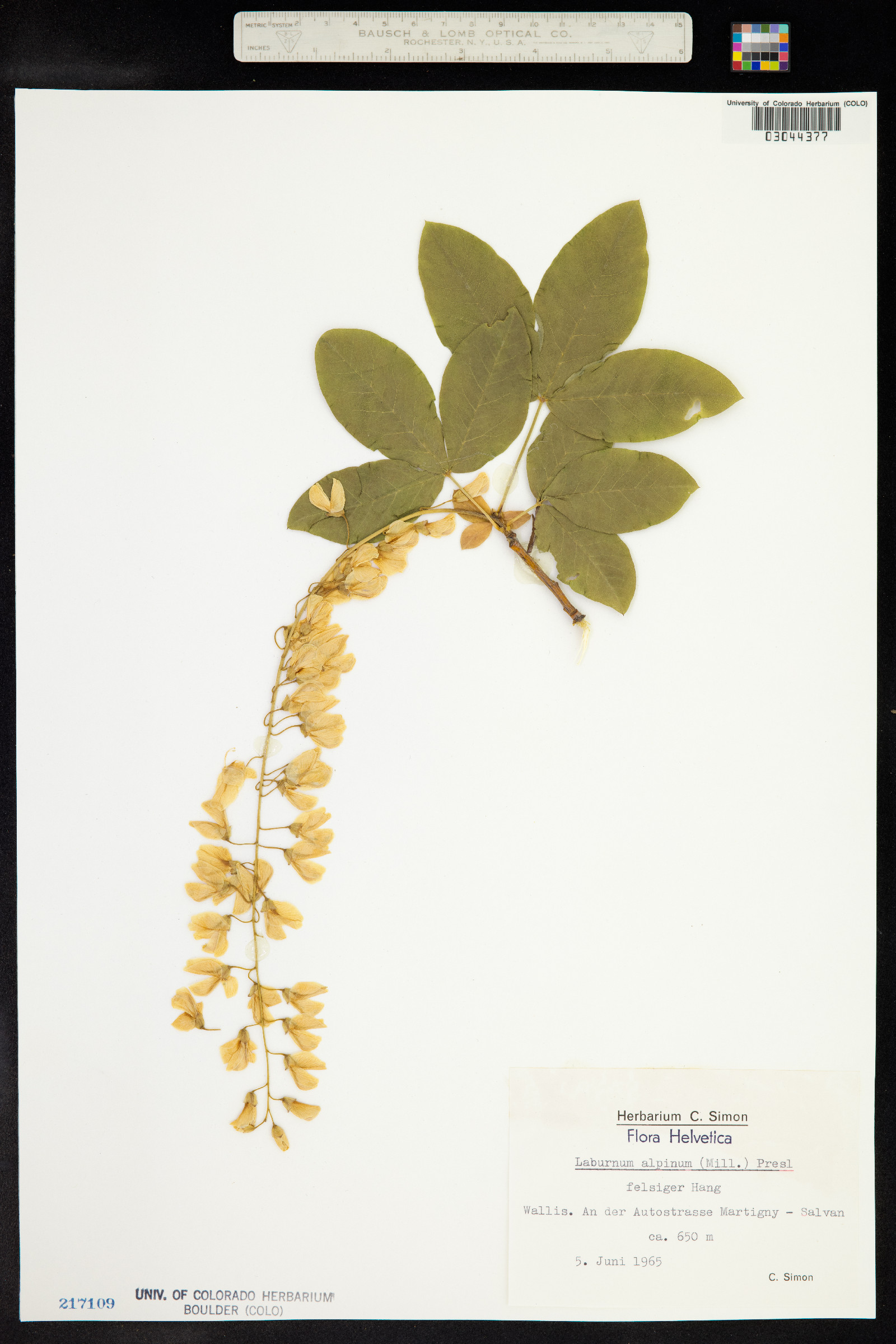 Laburnum alpinum image