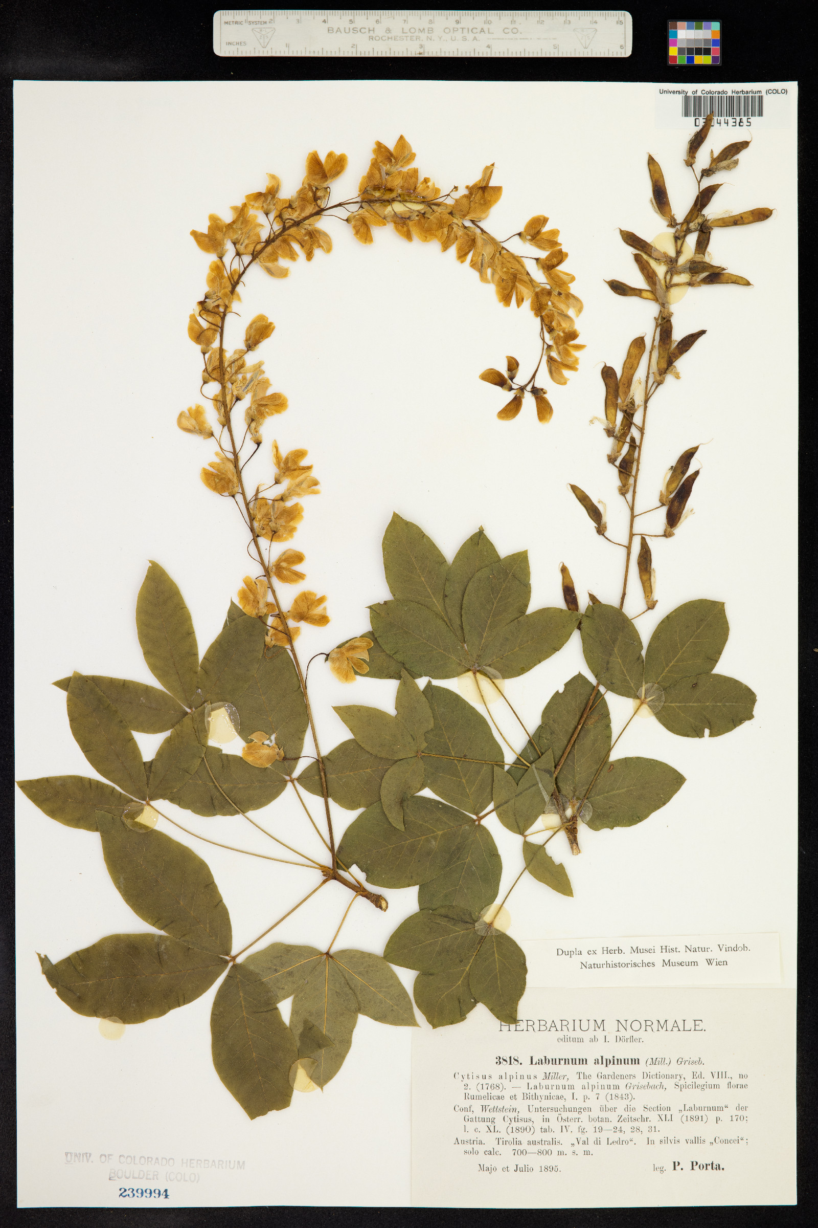 Laburnum image