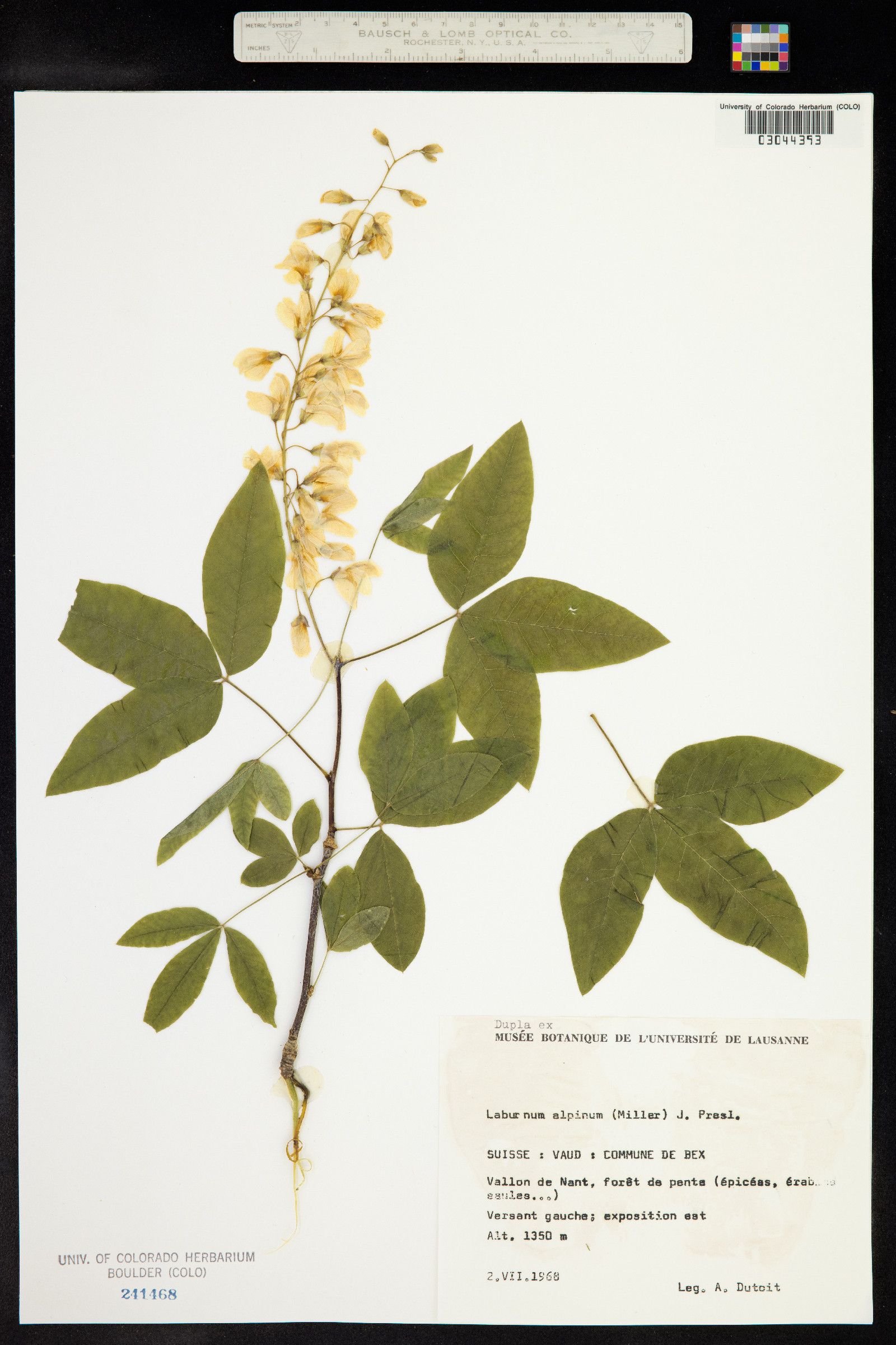 Laburnum alpinum image