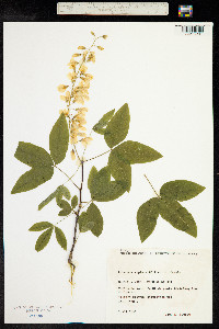 Laburnum alpinum image