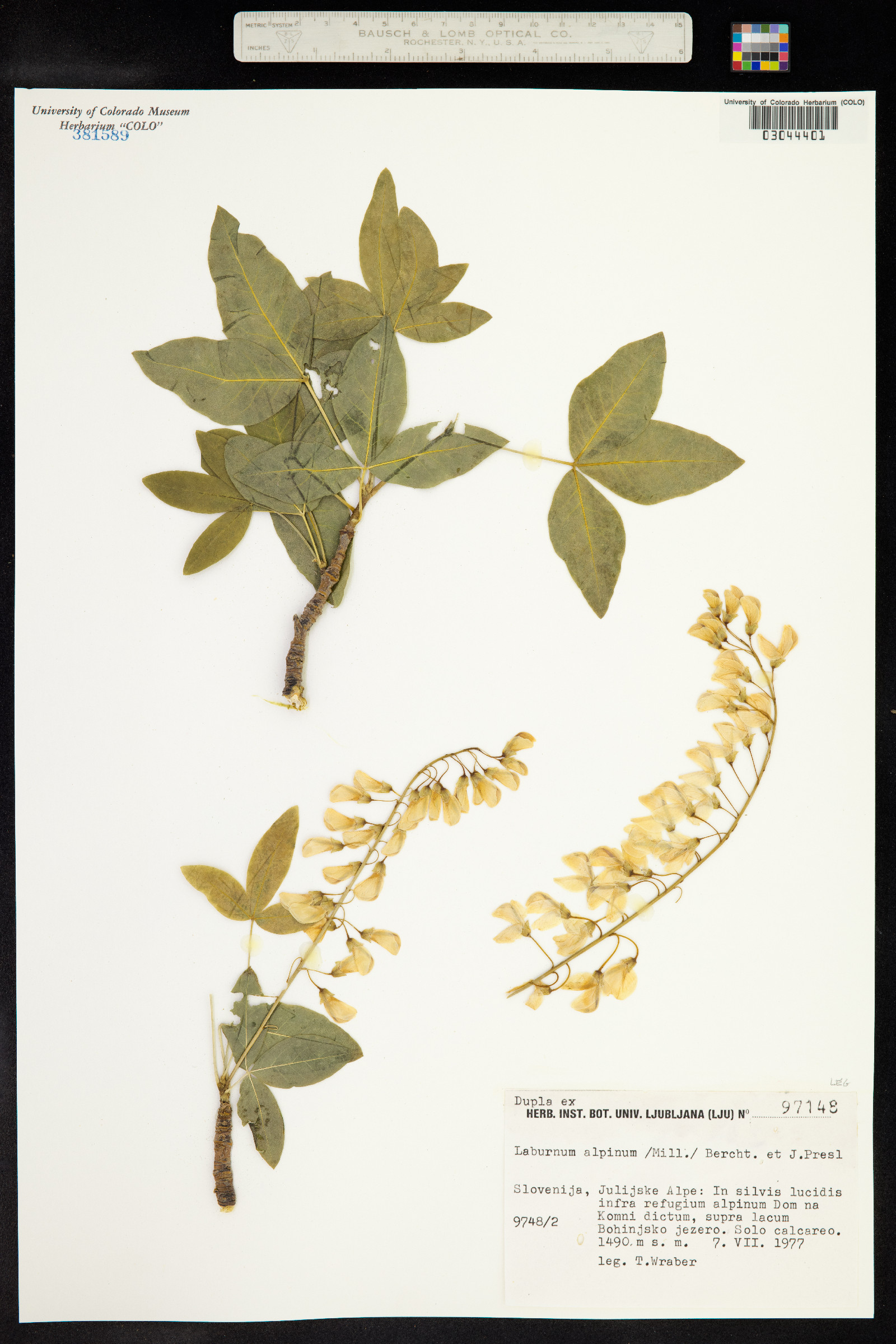 Laburnum image