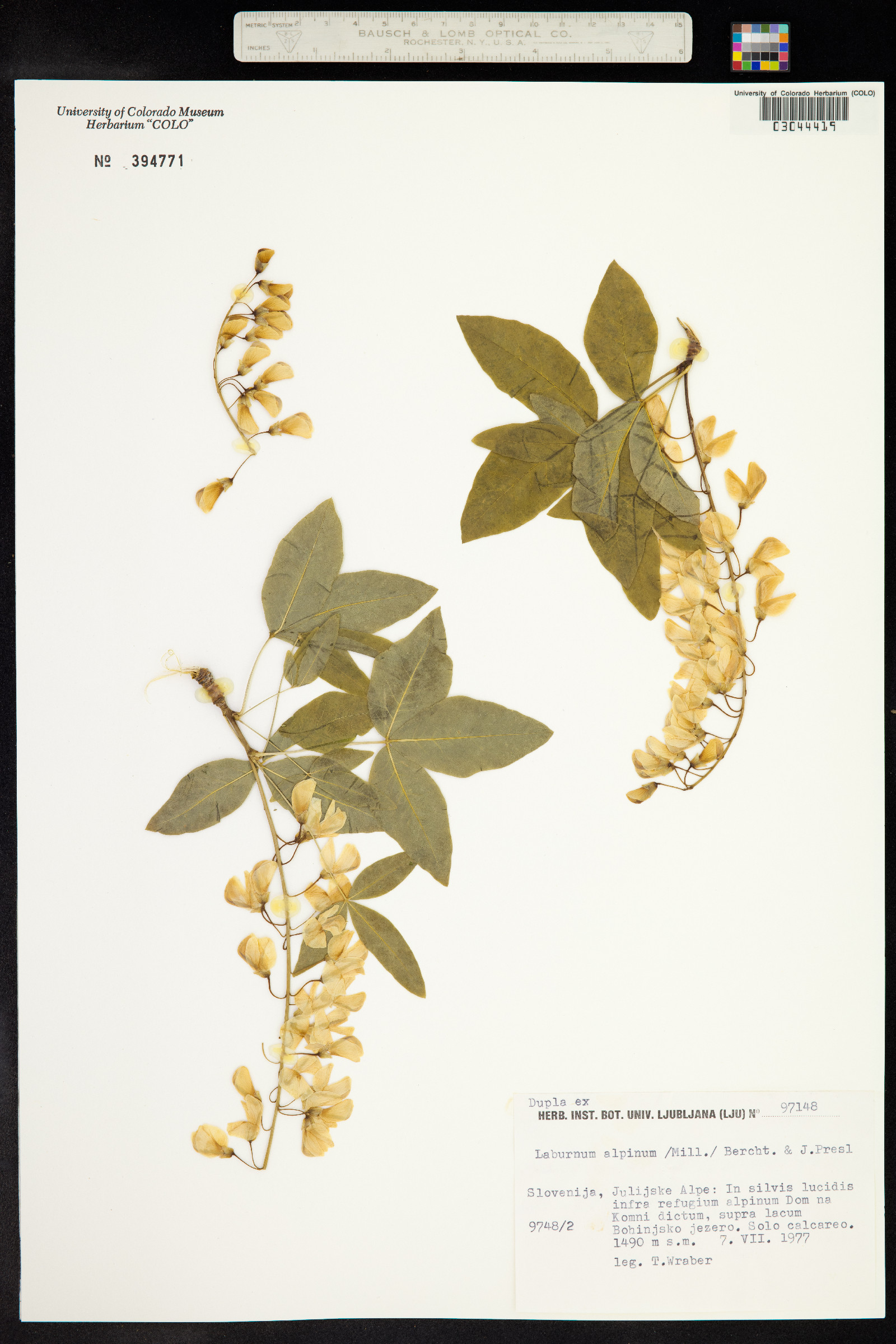 Laburnum image