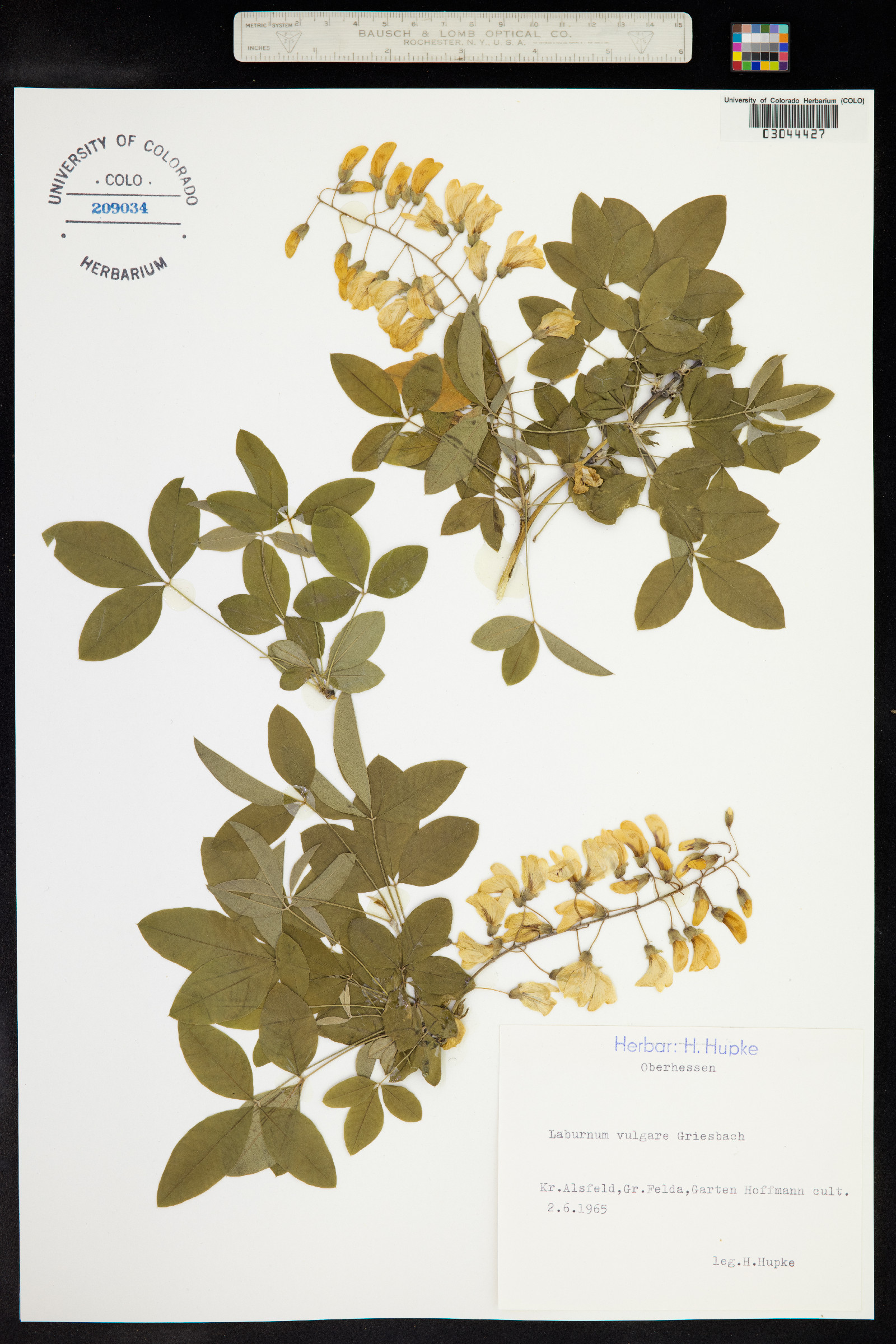 Laburnum vulgare image