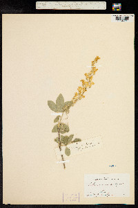 Laburnum vulgare image