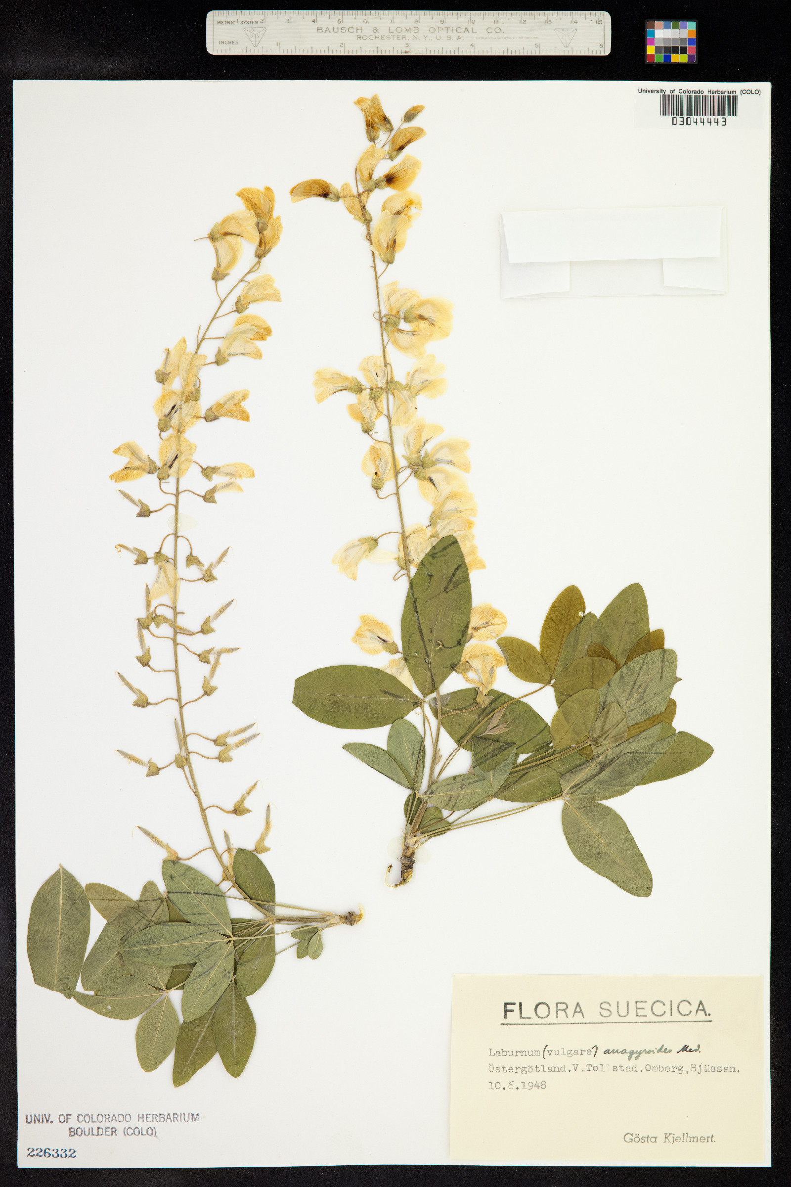 Laburnum anagyroides image