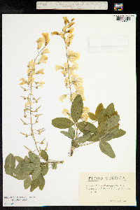 Laburnum anagyroides image