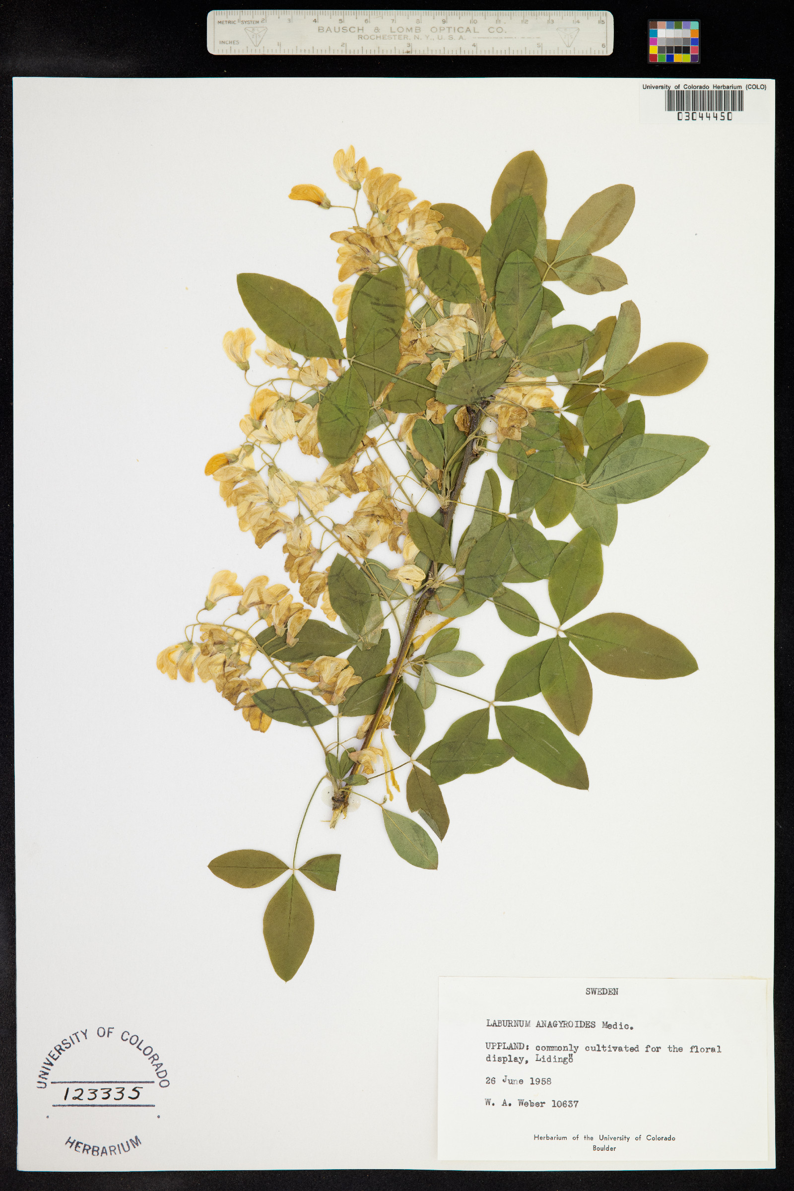 Laburnum anagyroides image