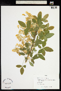 Laburnum anagyroides image