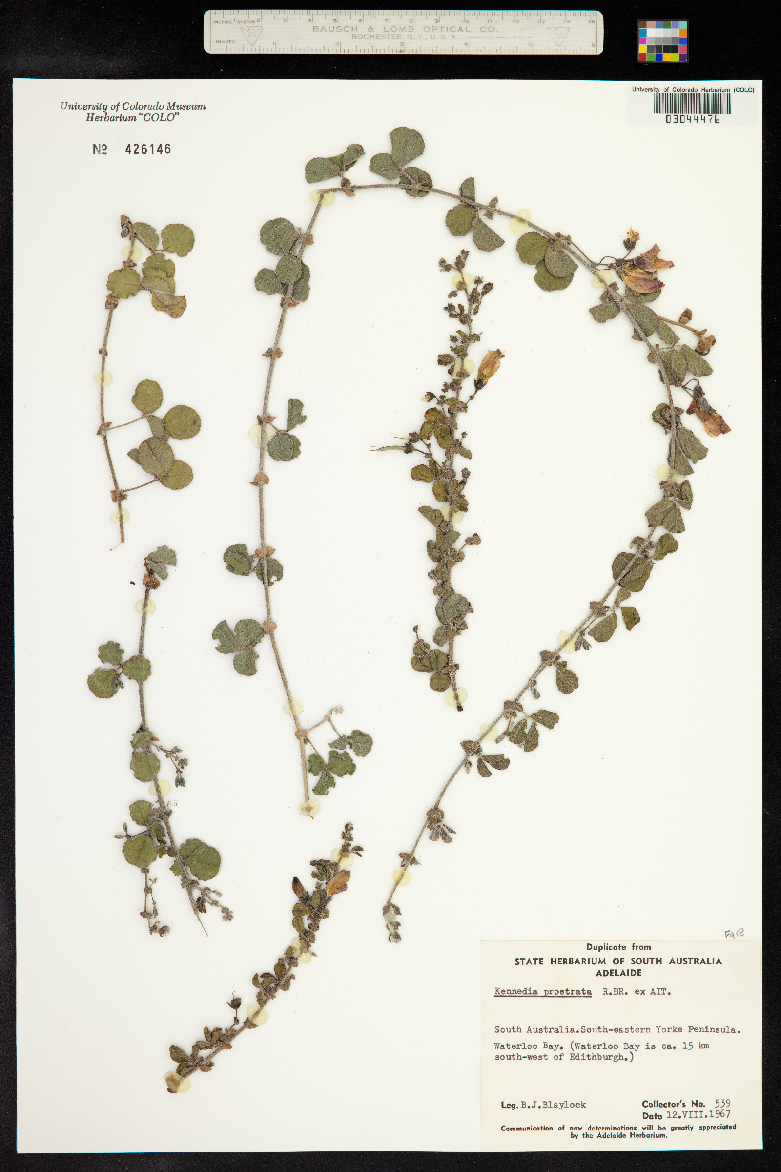 Kennedia prostrata image