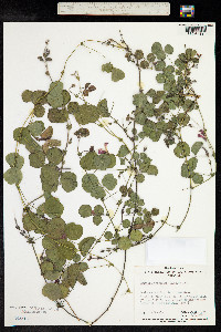 Kennedia prostrata image