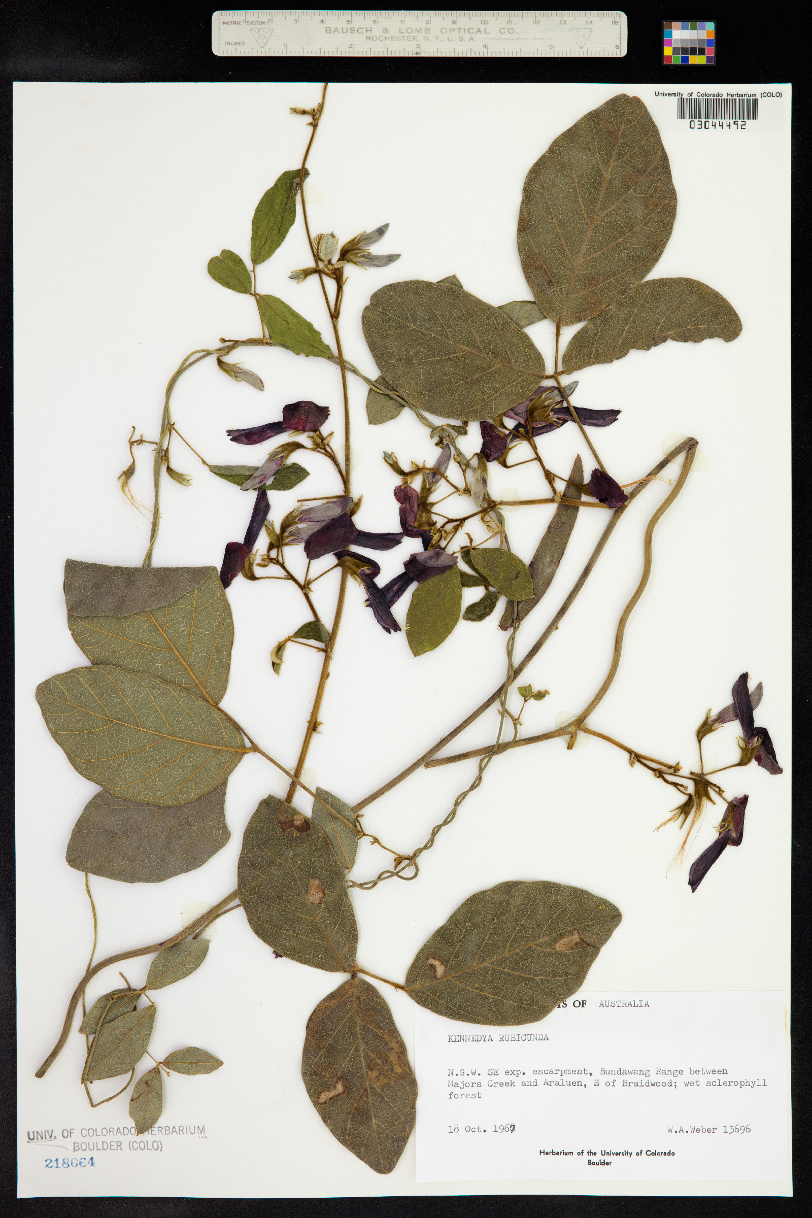 Kennedia rubicunda image