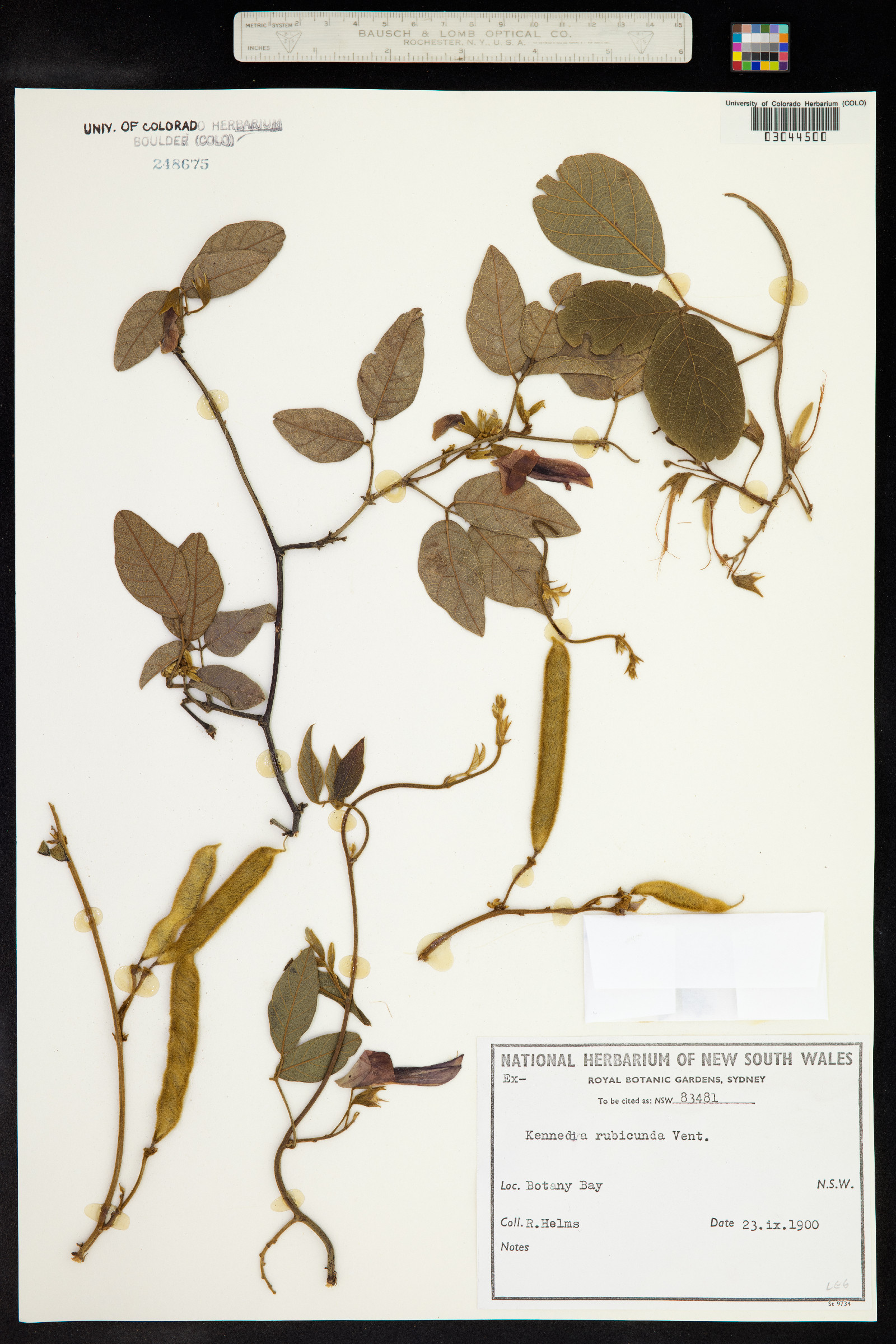 Kennedia rubicunda image