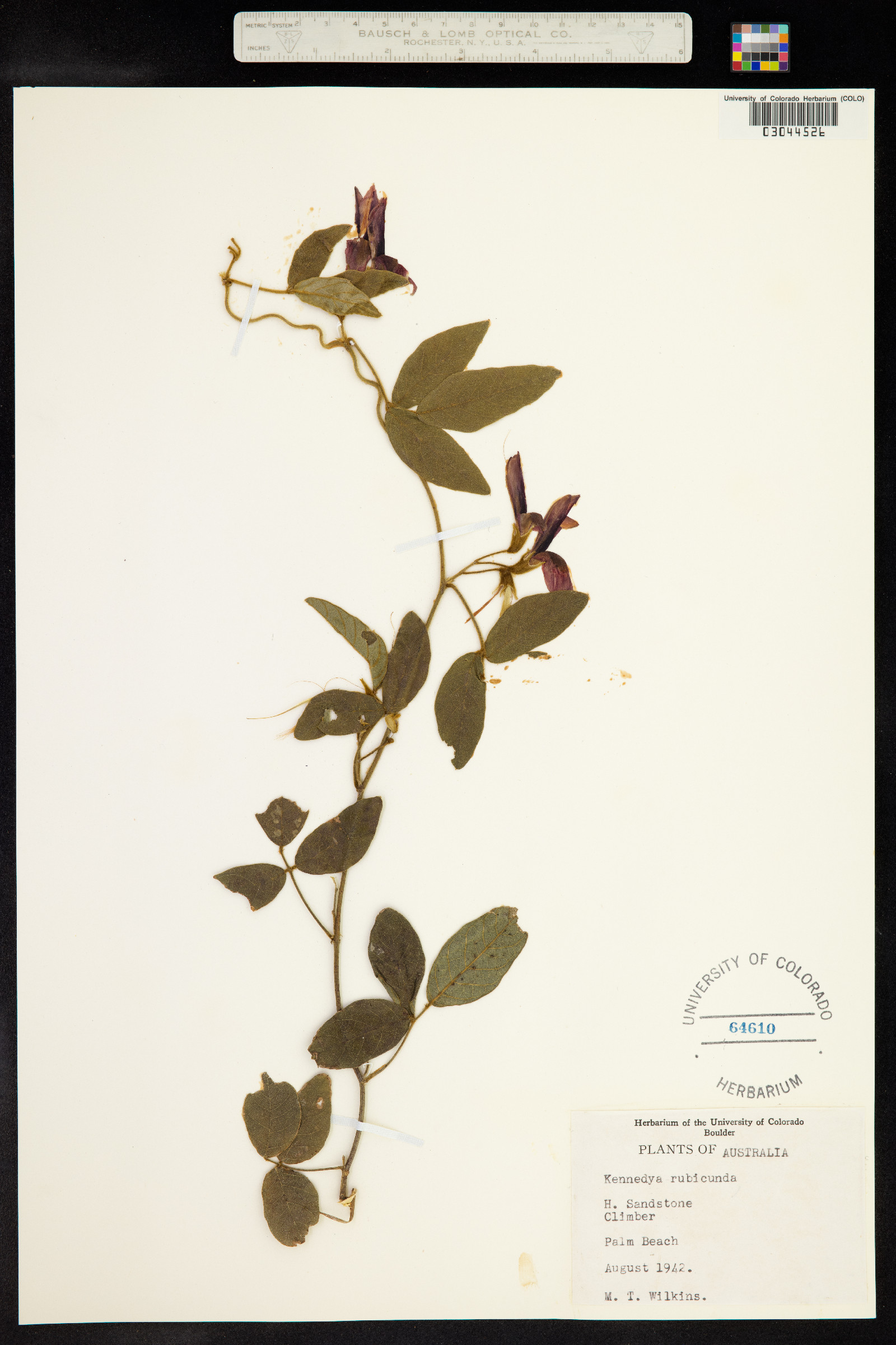 Kennedia rubicunda image