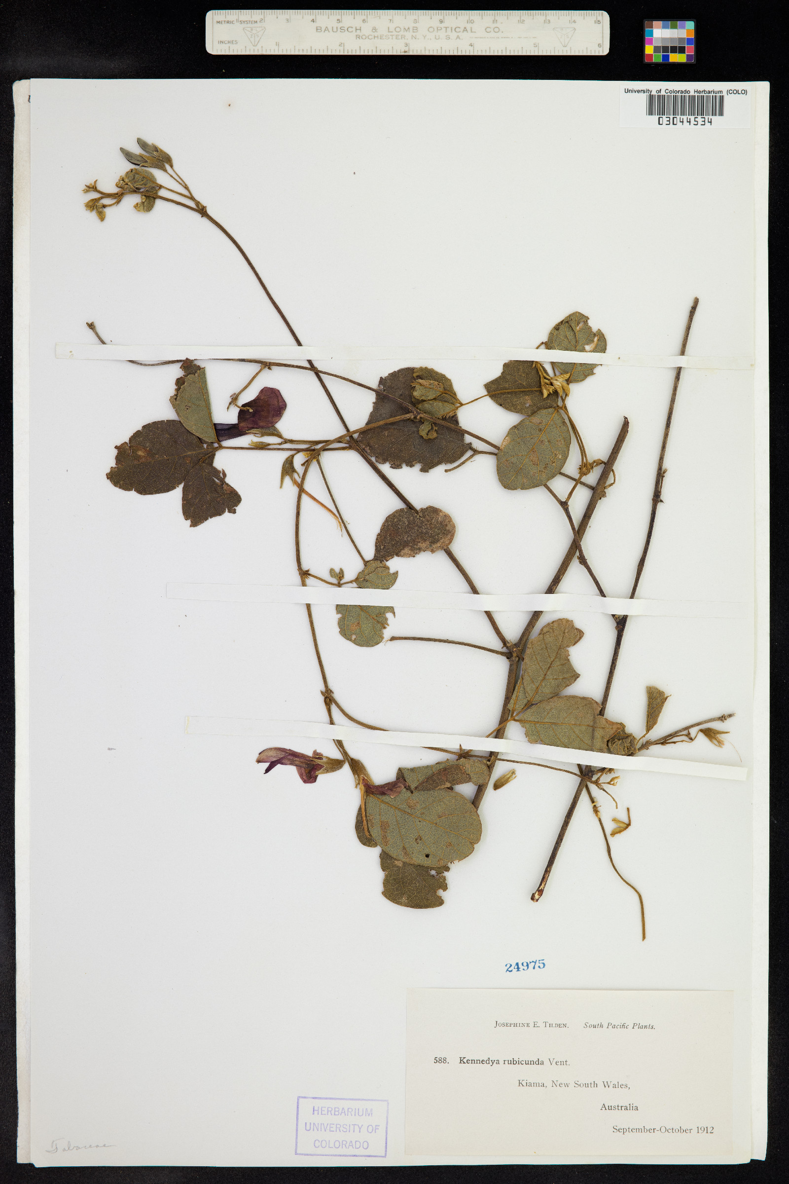 Kennedia rubicunda image