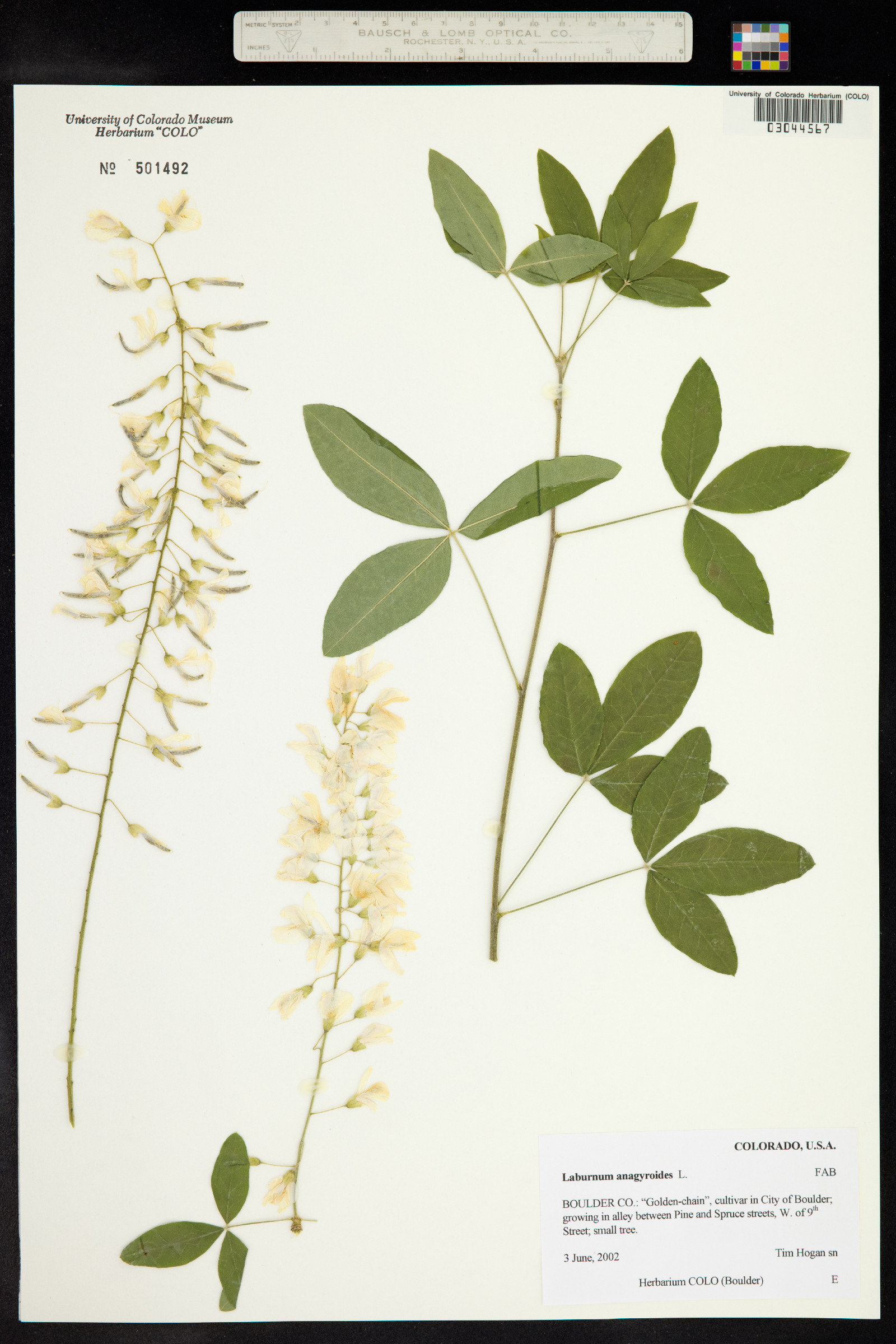 Laburnum anagyroides image