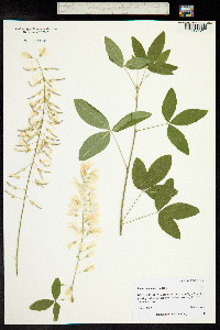 Laburnum anagyroides image