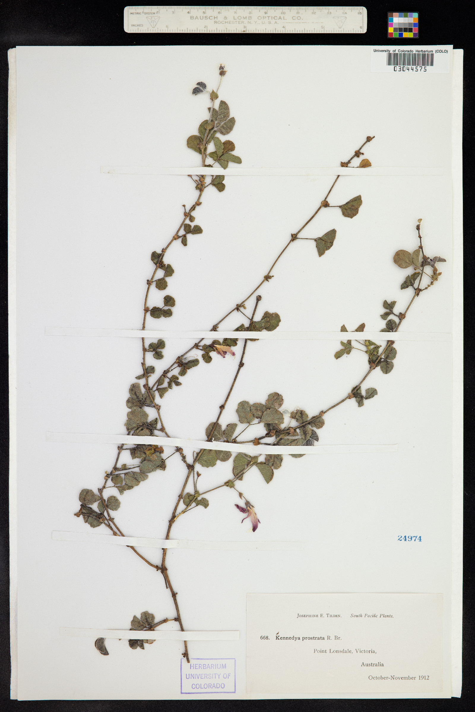 Kennedia prostrata image