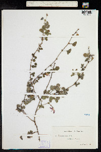 Kennedia prostrata image