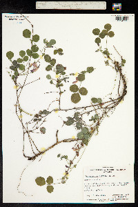 Kennedia prostrata image