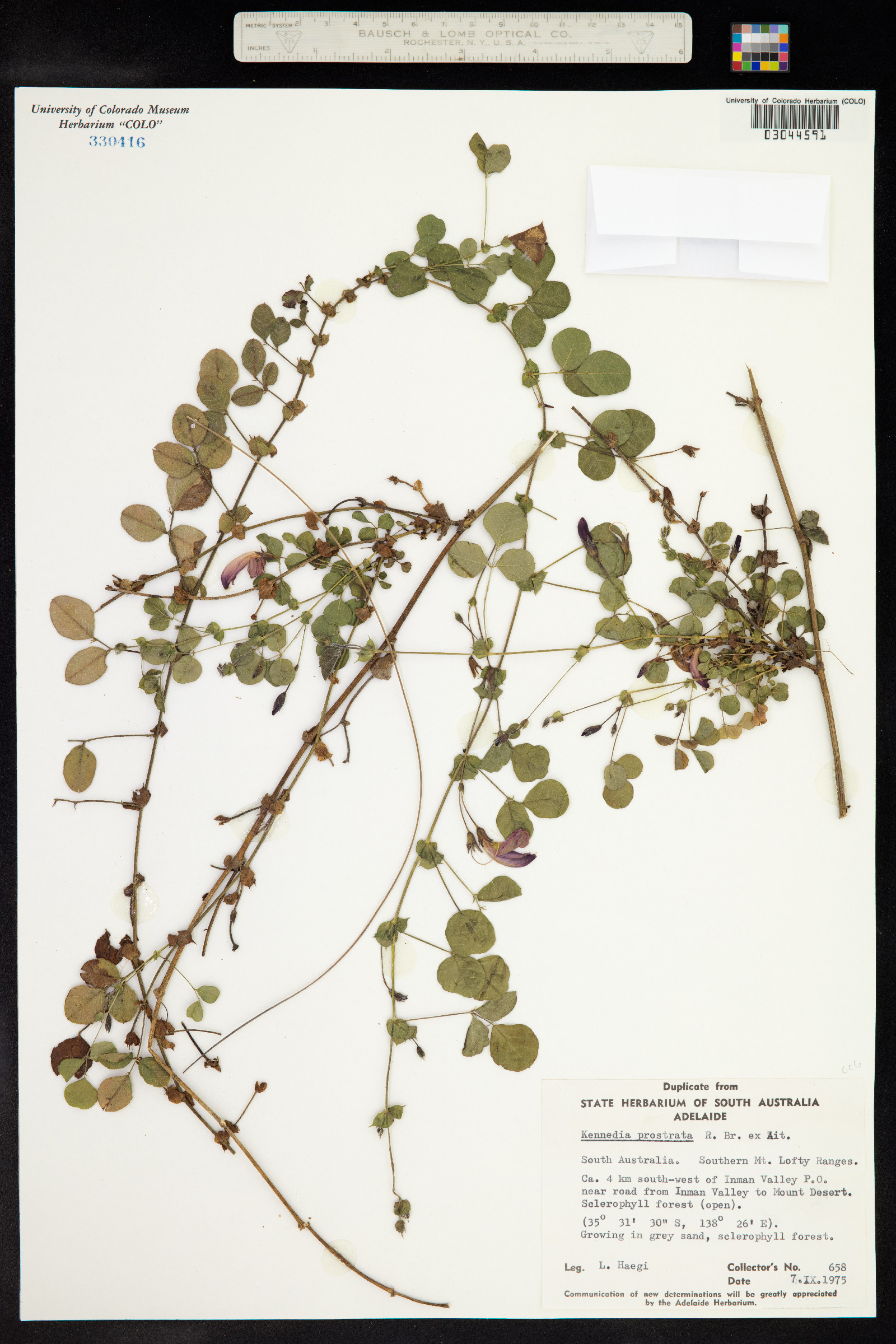 Kennedia prostrata image
